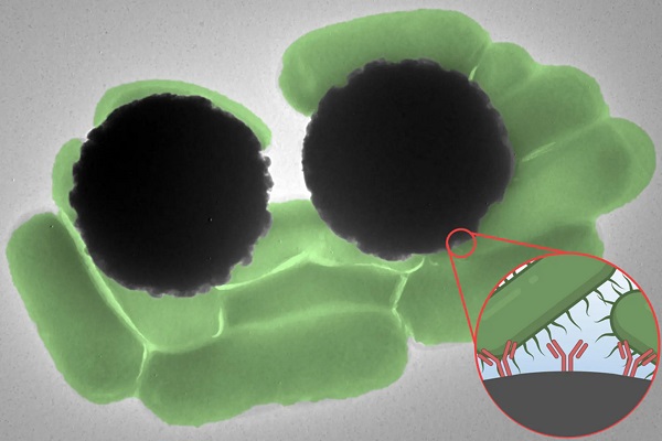 Mikroskopický obrázok ukazuje Dynabeads (čierne) v interakcii s baktériami Salmonella (zelené). Priblížená ilustrácia zobrazuje protilátky v tvare Y, ktoré pokrývajú Dynabeads.