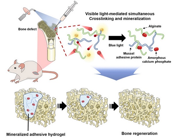 Táto schéma znázorňuje, ako hydrogél dokázal zahojiť kostné deficity u potkanov.