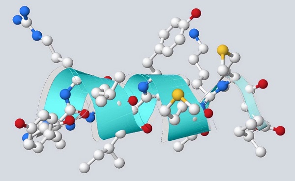 Počítačový model jedného z nových antimikrobiálnych peptidov vytvorených novou umelou inteligenciou od spoločnosti IBM Research.