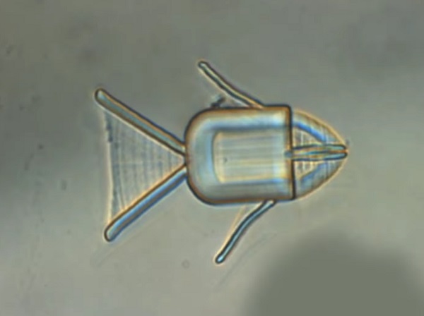 Nová mikrorobotická ryba by jedného dňa mohla preplávať telom s plným dúškom liekov a automaticky ich vyvrhnúť, keď narazí na rakovinové bunky.