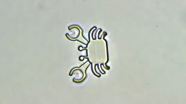Krabí mikrorobot môže uchopiť nanočastice lieku do svojich klepiet, preniesť ich na požadované miesto a uvoľniť ich.