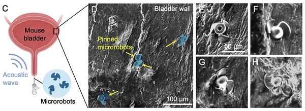 C: Schematické znázornenie zavedenia mikrorobotov do močového mechúra myši a použitia akustickej vlny na ich rozmiestnenie. D-H: Snímky zo skenovacieho elektrónového mikroskopu plutvy mikrorobotov pripevnené k stene močového mechúra.
