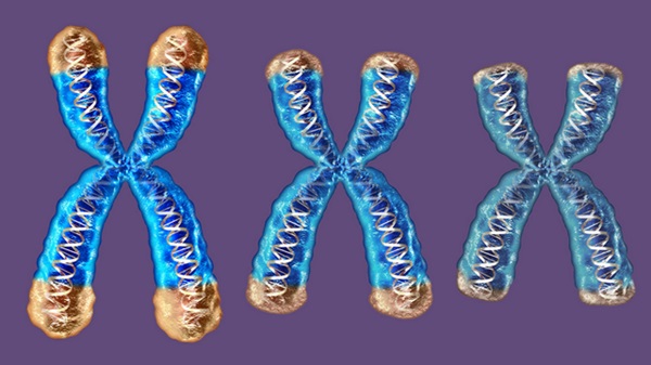 Ako starneme, ochranné čiapočky na konci našich chromozómov nazývané ako teloméry sa skracujú a skracujú.