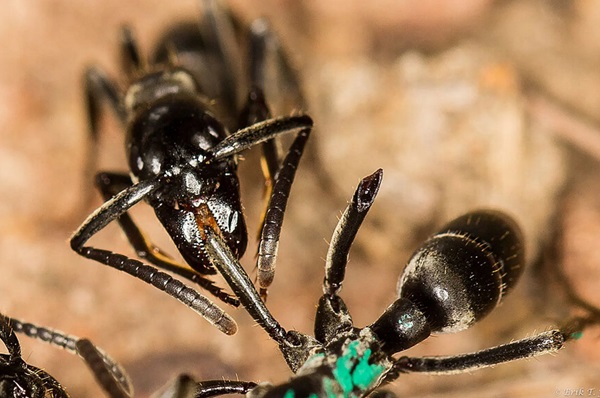 Mravec Matabele ošetruje rany mravca, ktorému termity odhryzli nohy.