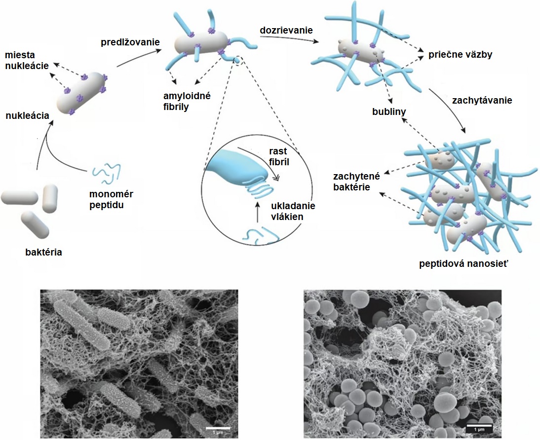 Schéma znázorňujúca, ako sa tvoria peptidové nanosiete a ako zachytávajú baktérie.