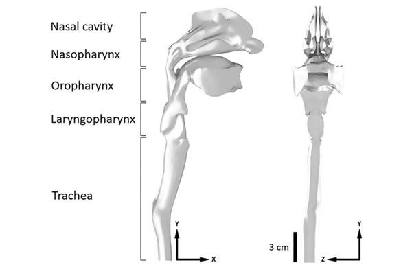 Presný 3D vytlačený model ľudských dýchacích ciest a nosovej dutiny bol pre výskumníkov kľúčový.