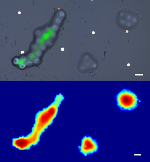 3D mapy modelových biologických buniek skonštruovaných s novým ultrazvukovým senzorom (dole) v porovnaní s tradičnými mikroskopickými snímkami (hore).