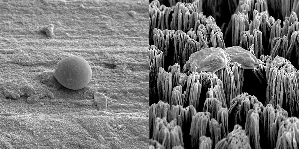Neporušená bunka Candida na leštenom titánovom povrchu (vľavo) a prasknutá bunka Candida na titánovom povrchu s mikrohrotmi (vpravo).