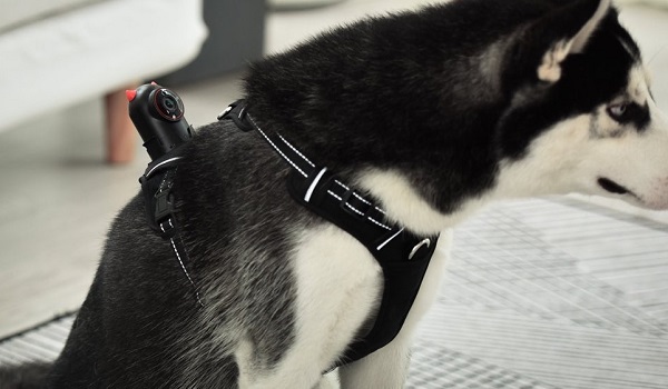 Monitorovacia kamera pre psov PetNow.