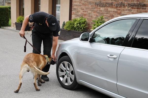 Služobný pes hľadá nelegálny tabak v aute.