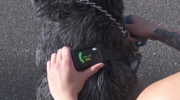 Nositeľné zariadenie Dawg Tag sníma teplotu organizmu psa priamo z jeho obojku či postroja.