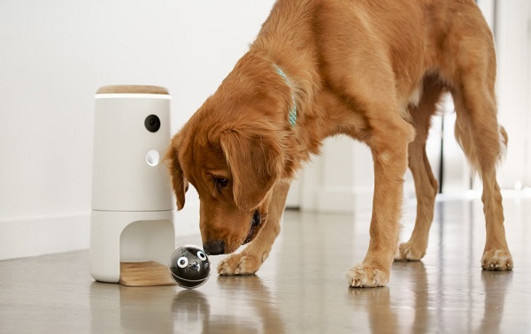 Pupple - inteligentný robot pre psov.