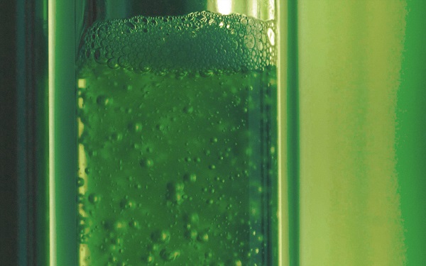 Trubice s riasami v bioreaktore sú prečerpávané vzduchom a sú vystavené umelému svetlu.