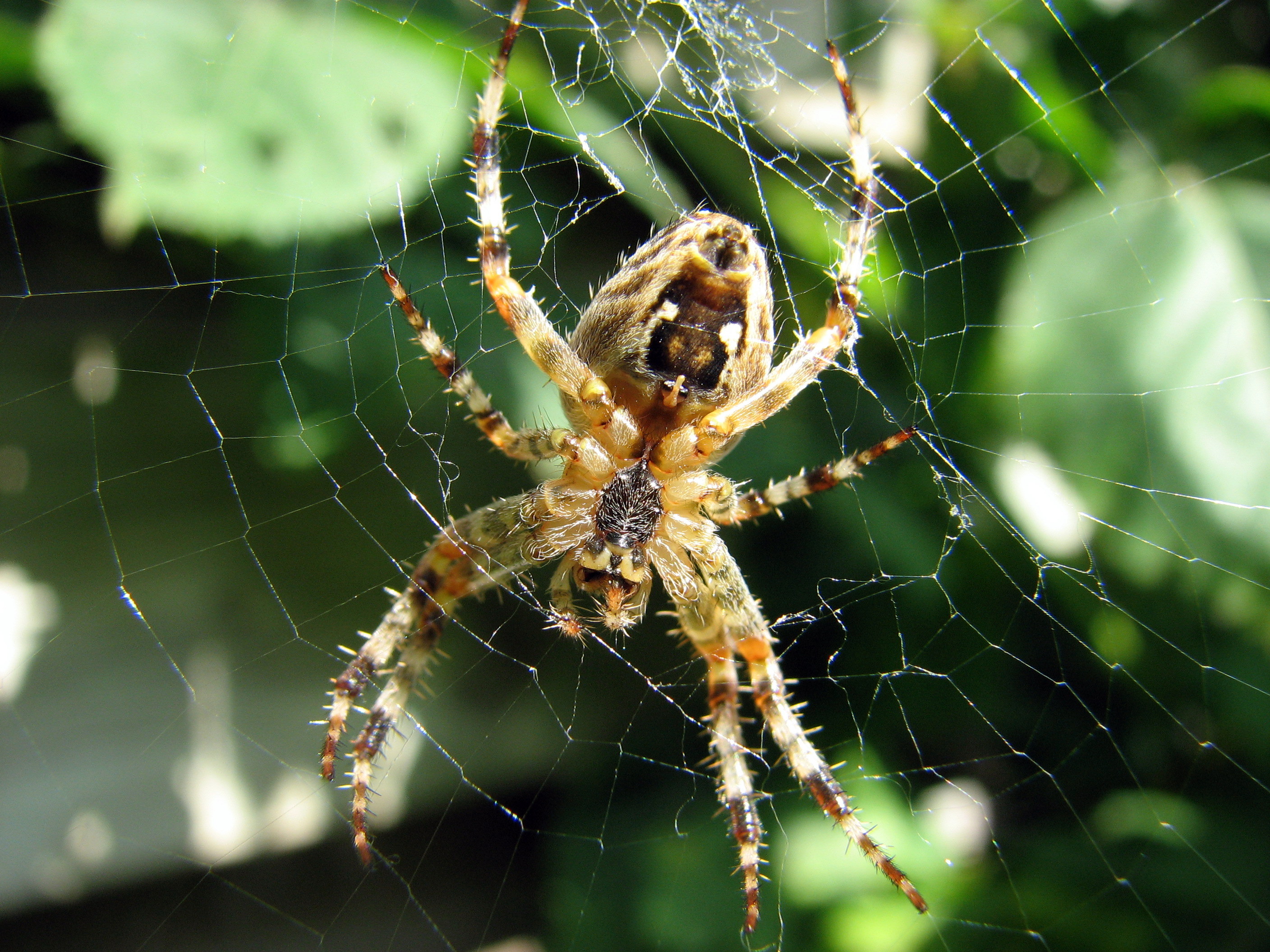 Araneus diadematus a jeho elektrostatické siete