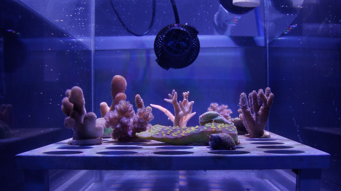 Počas simulácie podmienok, ktoré vedú k blednutiu koralov, sa zistilo, že povlak znižuje množstvo svetla zasahujúceho koraly približne o 30 percent.