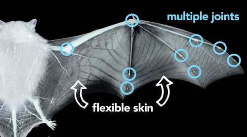 Výskum krídiel netopierov, netopiere, letectvo, univerzita, Johns Hopkins, Columbia, Maryland, drón, lietadlo, prúdenie vzduchu, vzduch, krídla, receptor, technológie