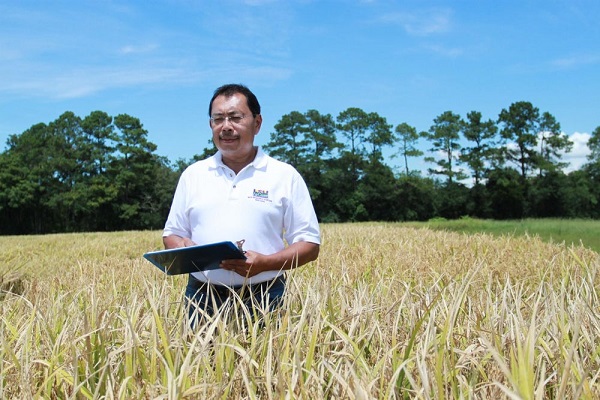 Profesor Herry Utomo hodnotí rast novej generácie odrody ryže s vysokým obsahom bielkovín.