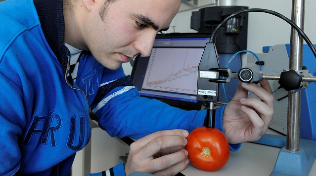 Josu Trebolazabala analyzuje zloženie paradajky s použitím prenosného Ramanovho spektrometra