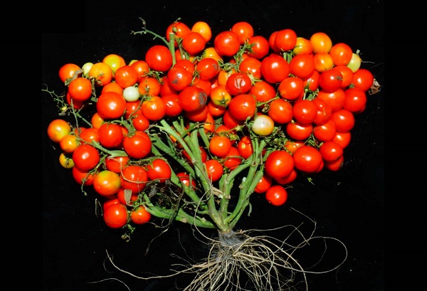 Geneticky upravený rajčinový ker pre mestské poľnohospodárstvo.