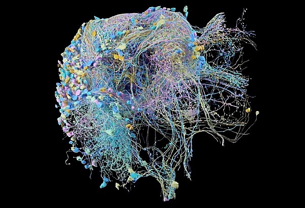 Komplexná 3D mapa prepojení neurónov v časti mozgu ovocnej mušky. 