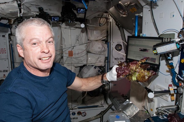 Astronaut Steve Swanson zbiera časť úrody v júni 2014.