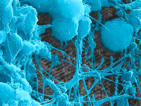 Primárne kortikálne neuróny kultivované na povrchu radu optoelektronických nanovlákien prerástli celú sieť nanovlákien
